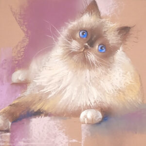 кіт пастеллю